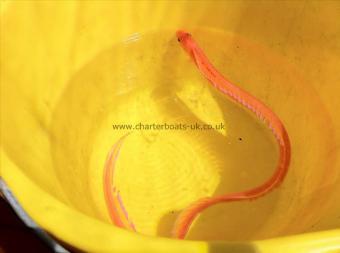 8 oz Red Band Fish by Nigel Hodge