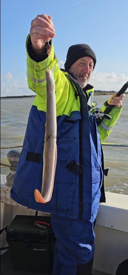 1 lb European Eel by Mick