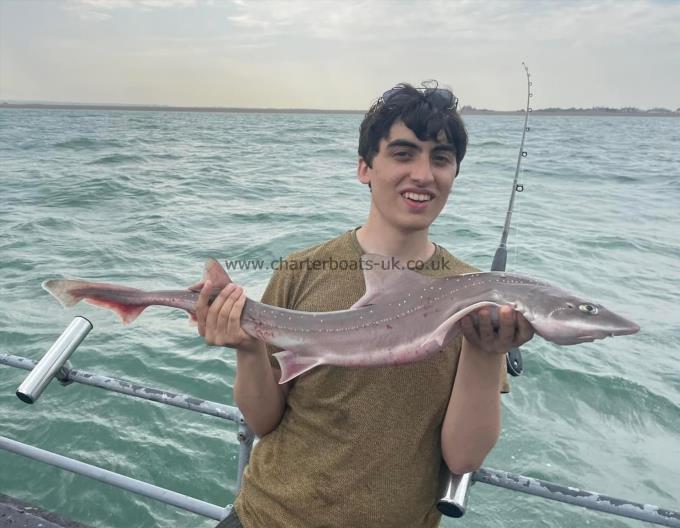 6 lb Starry Smooth-hound by Unknown