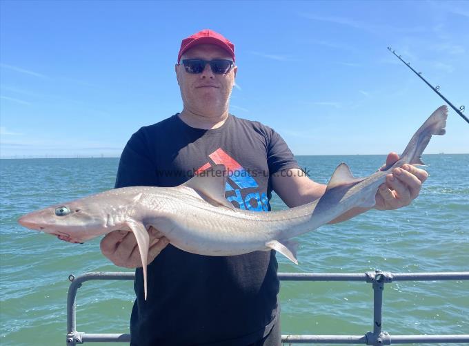 7 lb Smooth-hound by Unknown