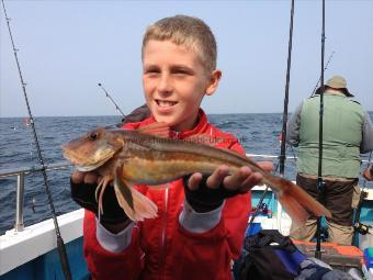 2 lb Tub Gurnard by Kelsey Brookfields