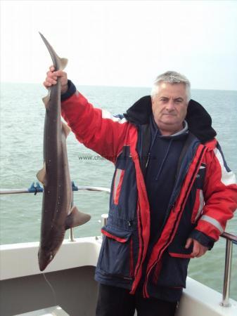 14 lb 5 oz Spurdog by John Brock