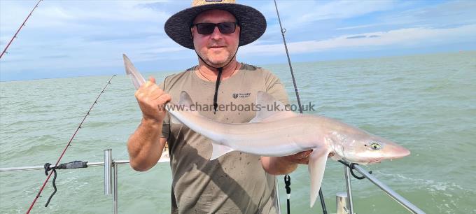 7 lb Starry Smooth-hound by Eamon