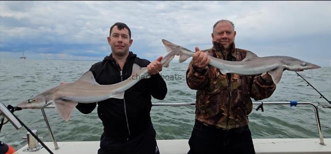 9 lb 4 oz Smooth-hound (Common) by Mike