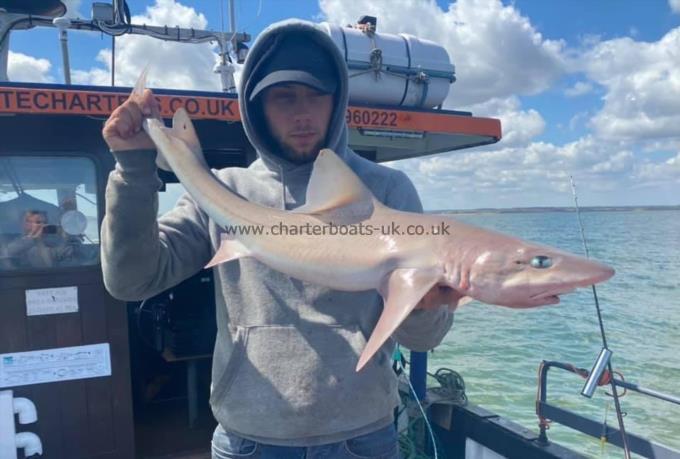 12 lb Smooth-hound (Common) by Unknown