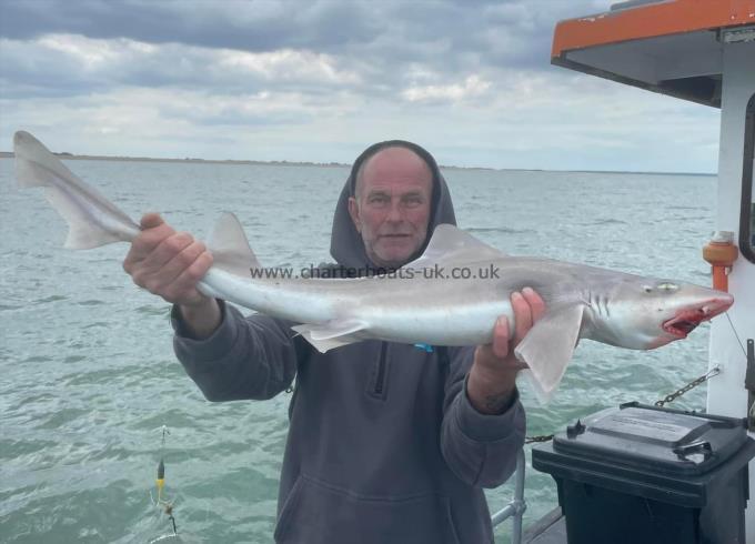 8 lb Smooth-hound (Common) by Unknown