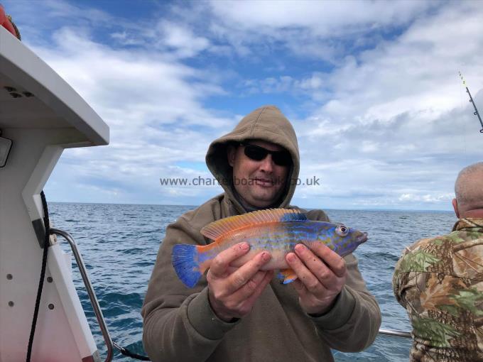 1 lb 4 oz Cuckoo Wrasse by Shane