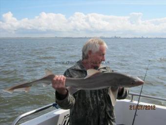 6 lb 5 oz Starry Smooth-hound by Unknown