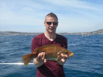 4 lb 1 oz Ballan Wrasse by Unknown