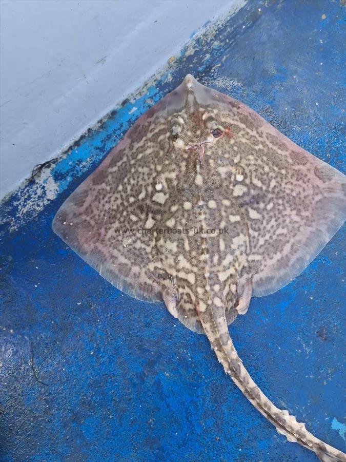 6 lb Thornback Ray by Unknown