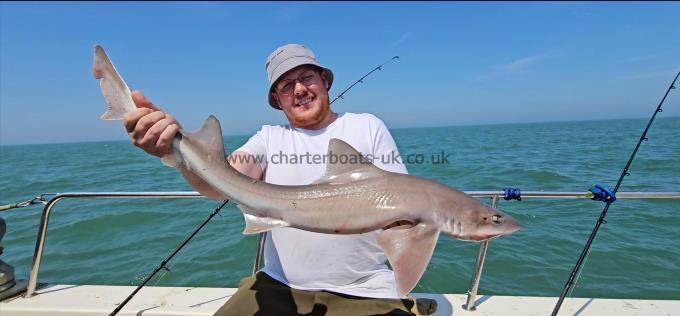 12 lb 2 oz Smooth-hound (Common) by Dave