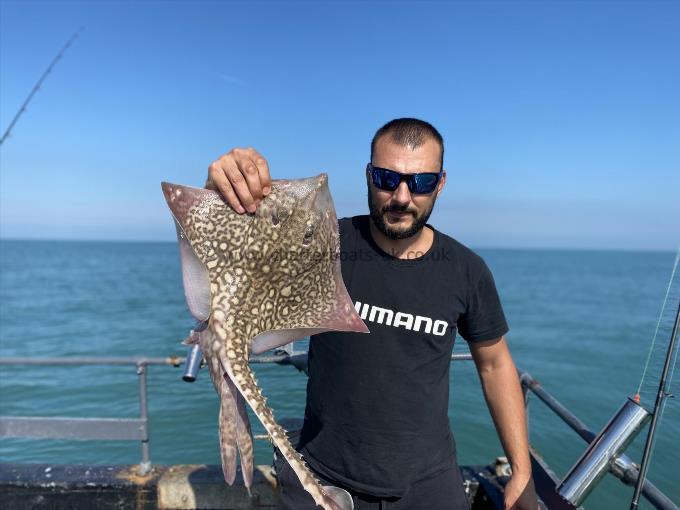 5 lb Thornback Ray by Unknown