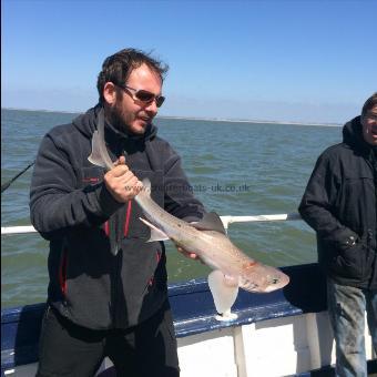 4 lb Starry Smooth-hound by Unknown