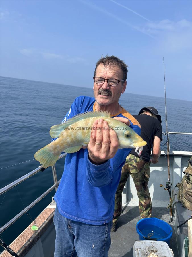 4 lb Ballan Wrasse by Brian