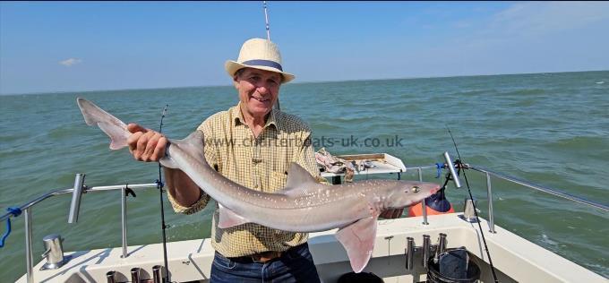 11 lb 2 oz Starry Smooth-hound by Unknown