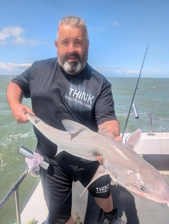 8 lb Starry Smooth-hound by Shane