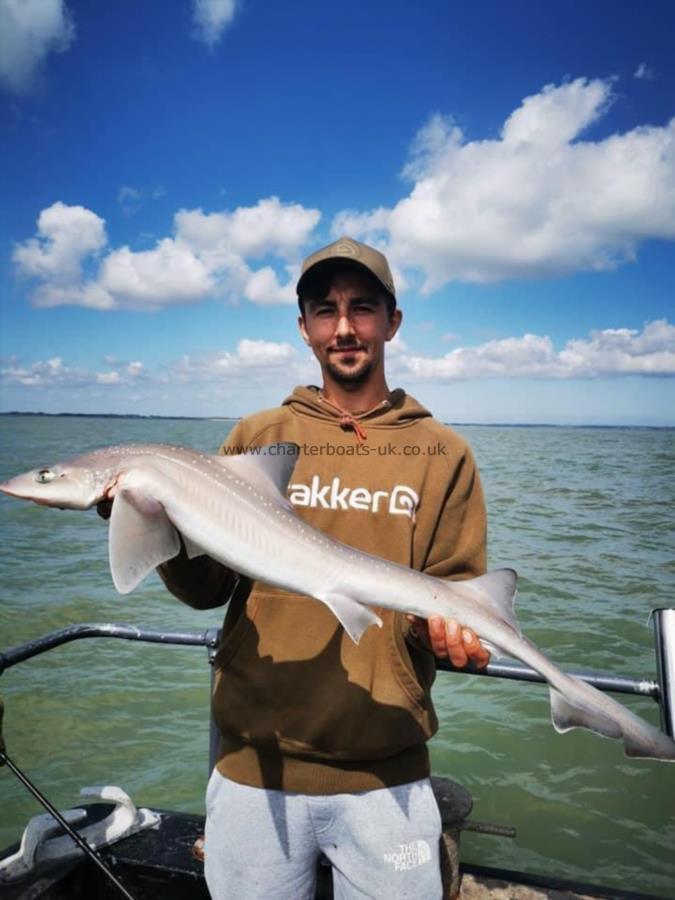 8 lb Starry Smooth-hound by Unknown