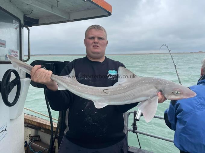 10 lb Starry Smooth-hound by Unknown