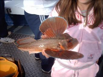 2 lb Tub Gurnard by Junior Angler