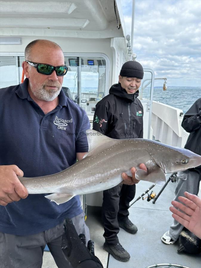 12 lb 4 oz Starry Smooth-hound by Unknown