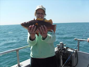 2 lb 10 oz Ballan Wrasse by Caron Test Valley