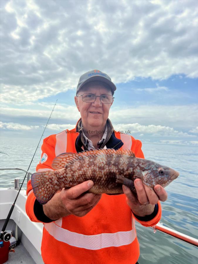 2 lb Ballan Wrasse by Dave Guest