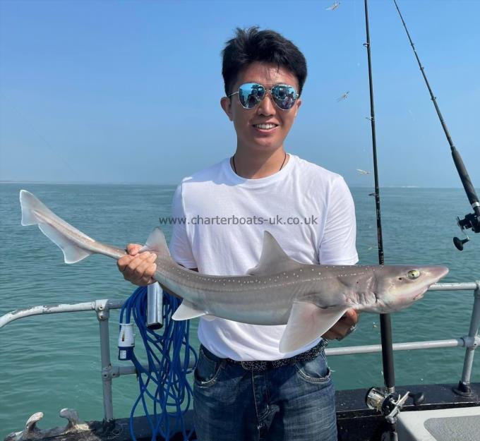 6 lb Smooth-hound (Common) by Unknown