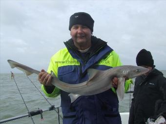 8 lb Starry Smooth-hound by andy