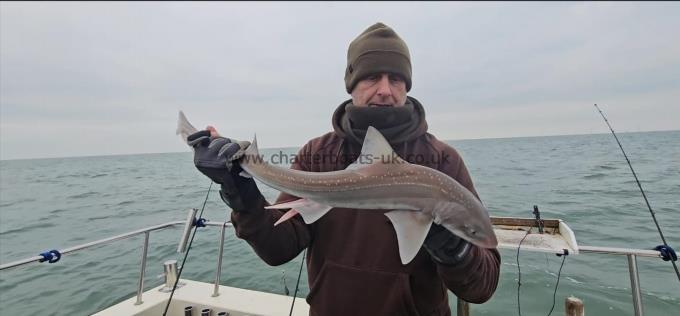 5 lb Starry Smooth-hound by Steve