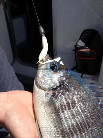 2 lb Black Sea Bream by Rob Thompson