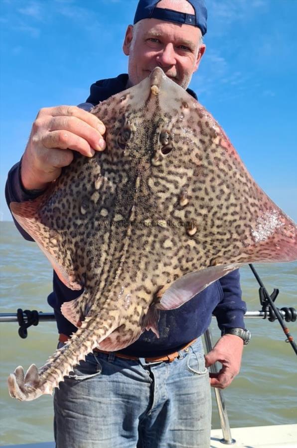 6 lb Thornback Ray by Unknown