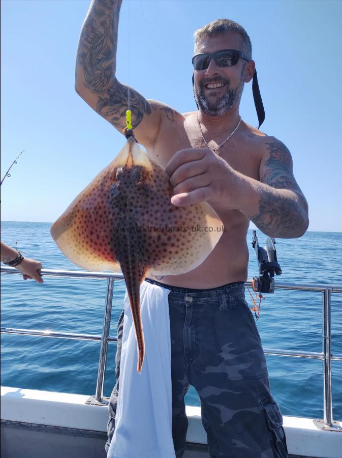 3 lb Spotted Ray by Unknown