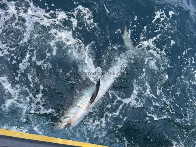 200 lb Porbeagle by Unknown