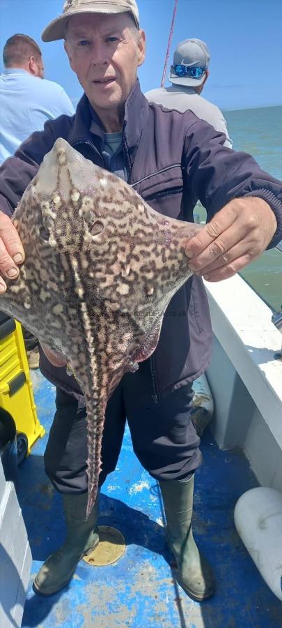 5 lb Thornback Ray by Unknown