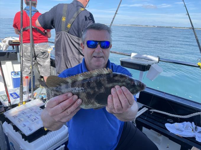 2 lb 1 oz Ballan Wrasse by Unknown