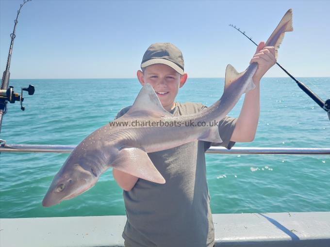 10 lb Starry Smooth-hound by Noah