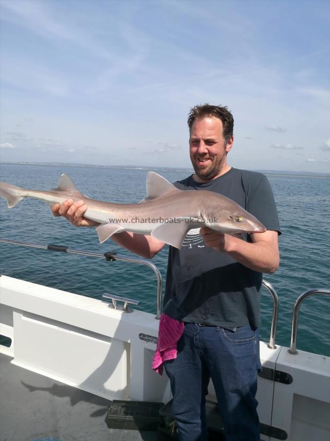 10 lb Smooth-hound (Common) by Unknown