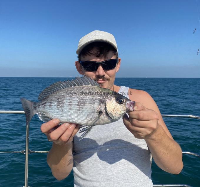 1 lb Black Sea Bream by Unknown