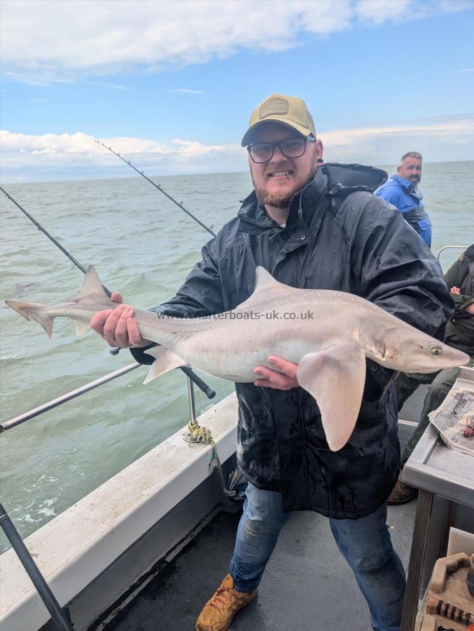 15 lb 5 oz Starry Smooth-hound by Unknown