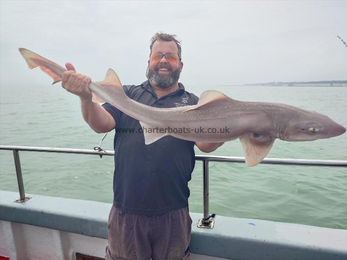 10 lb Starry Smooth-hound by Stu