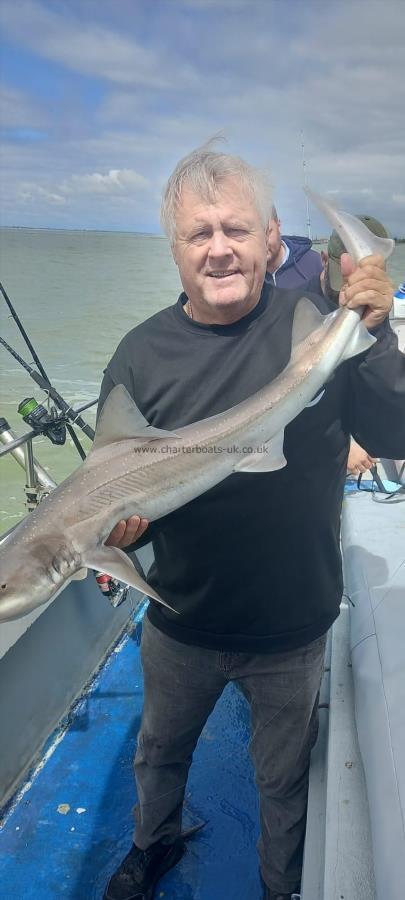 7 lb Smooth-hound (Common) by Unknown