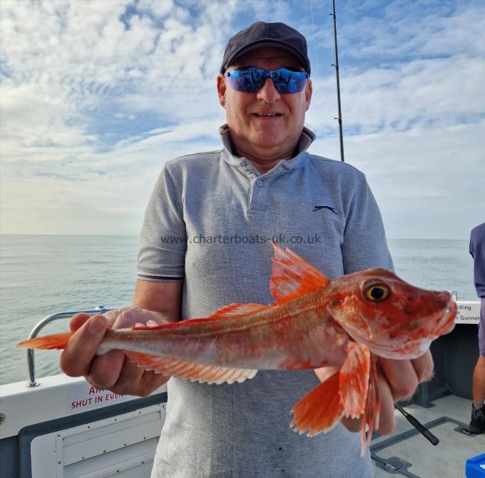 1 lb 13 oz Red Gurnard by Unknown