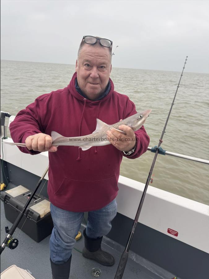 3 lb Starry Smooth-hound by Paul