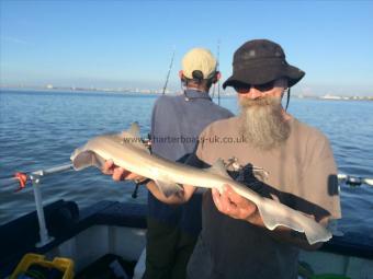 5 lb Starry Smooth-hound by Unknown