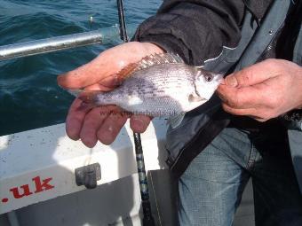 6 oz Black Sea Bream by graeme