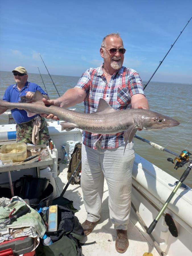 12 lb Smooth-hound (Common) by Unknown