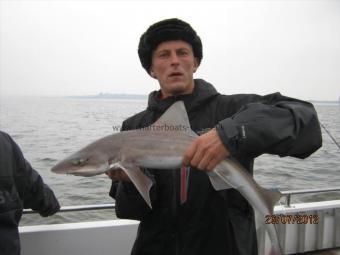 6 lb Starry Smooth-hound by Unknown