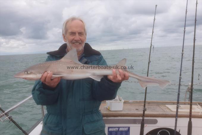 6 lb 8 oz Smooth-hound (Common) by Dougie of Kent