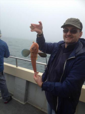 1 lb 8 oz Tub Gurnard by Unknown