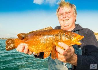 4 lb Ballan Wrasse by Unknown